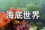 青島海底世界導(dǎo)游詞范文
