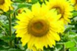 關(guān)于向日葵的格言