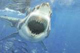 孩子被鯊魚咬斷肢體 夏季海邊旅游注意事項