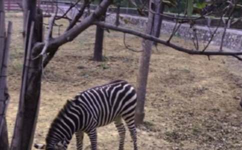 可愛的“小斑馬”作文范文