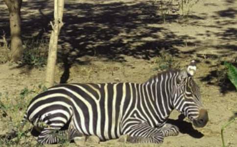 �Ժ��İ��R����