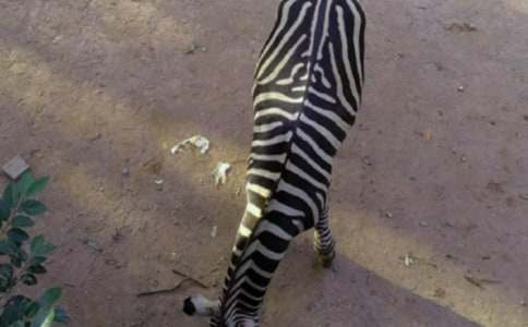 �׃�ͯԒ���£�С���R�Ŀ���