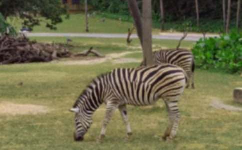 ǧ���R�c���R����