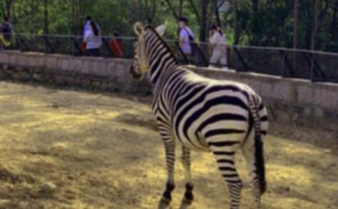 寫禮讓斑馬線作文