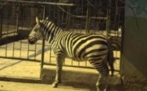 斑馬線的悄悄話500字作文