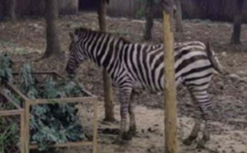 關(guān)于禮讓斑馬線作文