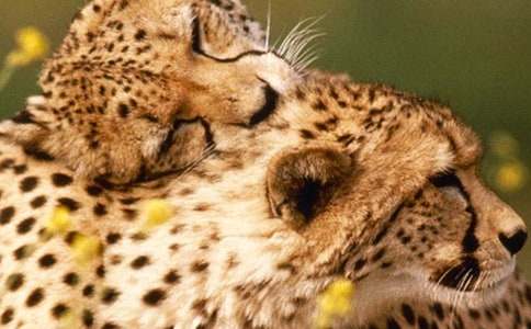 我是一只豹子小學(xué)作文