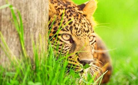 豹子作文500字7篇