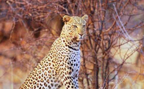 假如吃了熊心豹子膽作文