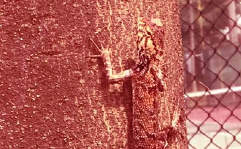 ��С�ڻ���β�͡��ĸČ�����