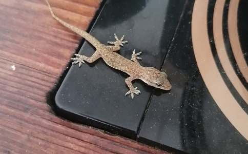 壁虎的觀察作文