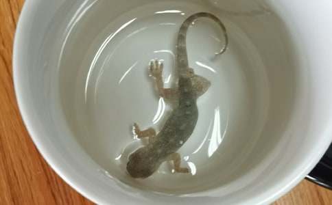 精選壁虎作文500字四篇