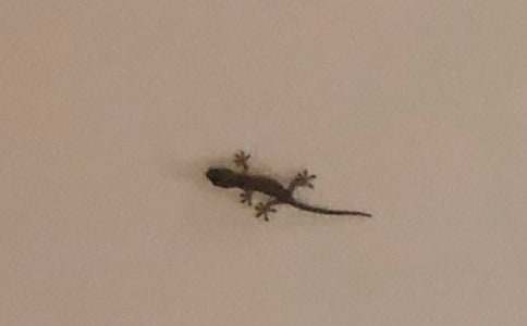 寫物作文壁虎的觀察