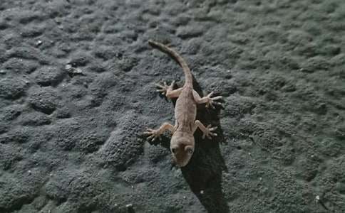 《小壁虎借尾巴》的改寫作文400字