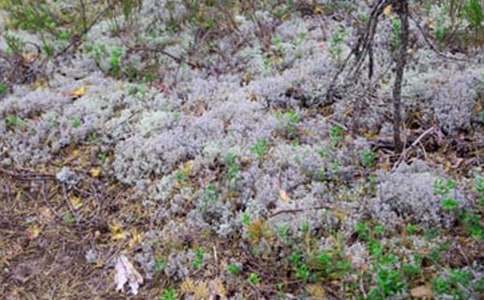 夏天的冰雹作文300字