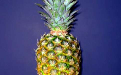 菠蘿作文400字五篇