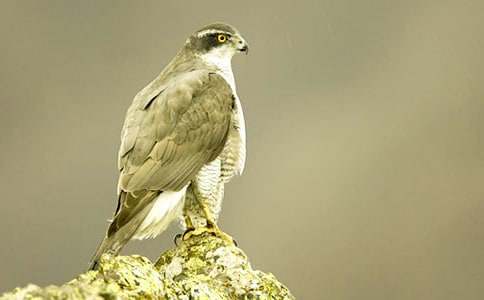 雞群里的蒼鷹的童話故事