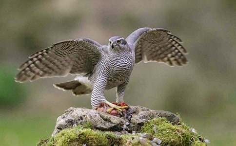 蒼鷹作文600字5篇