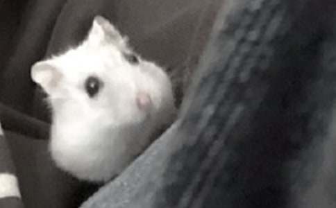 【精選】倉鼠作文400字24篇