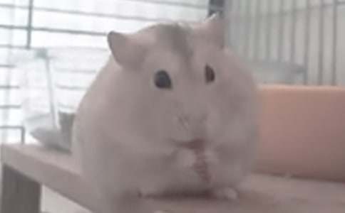 描寫倉鼠觀察作文400字(通用21篇)