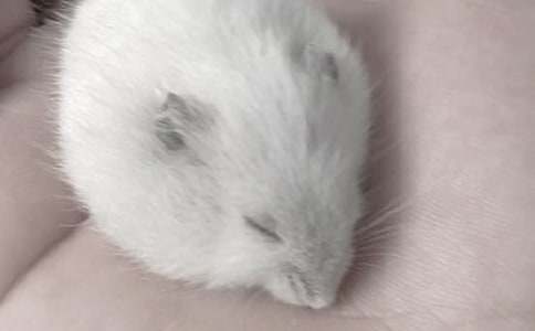 養(yǎng)倉鼠的啟示抒情作文