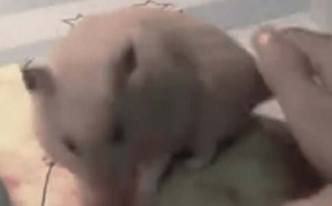 倉鼠作文600字通用【3篇】