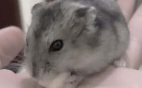 倉鼠有趣的作文400字