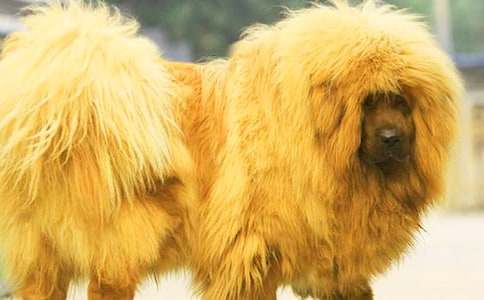 藏獒作文400字9篇