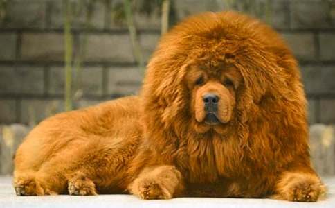 藏獒作文400字三篇