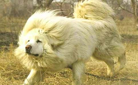 藏獒初二作文(精選23篇)