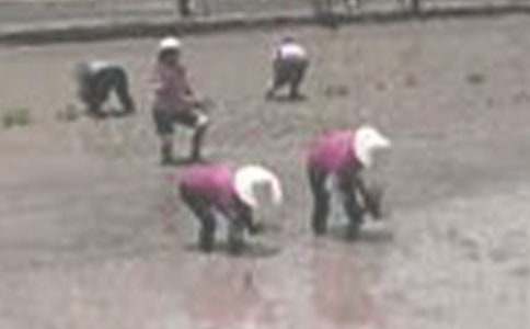 插秧記作文700字