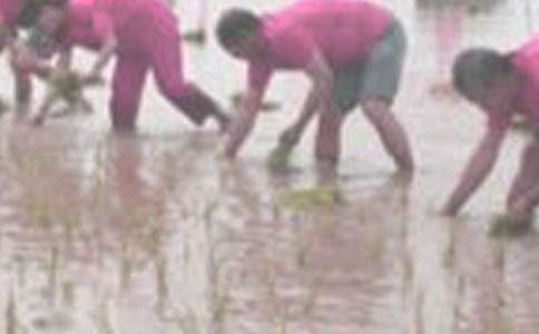 插秧作文600字(精選35篇)