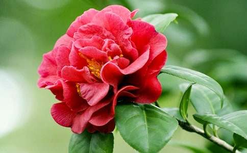 ɽ�軨�ĸ��~