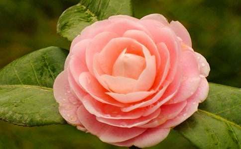 ��ϲ�g�軨��������