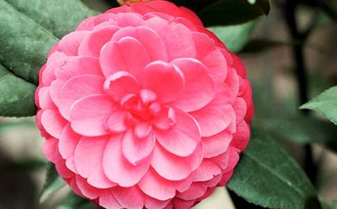 �軨����600����ƪ