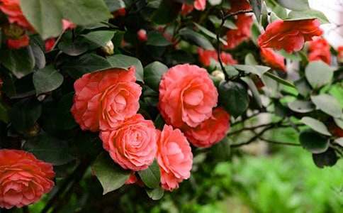 �茑ɽ�軨�����ģ����x57ƪ��