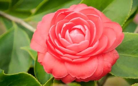 描寫(xiě)山茶花的作文(通用34篇)