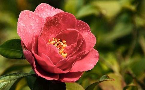 �茑(xi��)ɽ�軨������