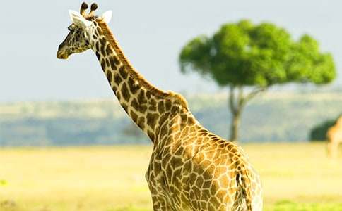 長(zhǎng)頸鹿看圖寫(xiě)話作文(精選50篇)