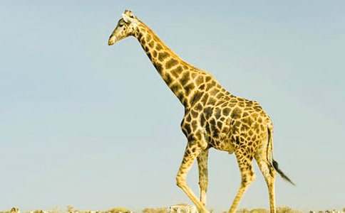 長頸鹿救狐貍作文