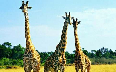 童話故事《長頸鹿和小豬》