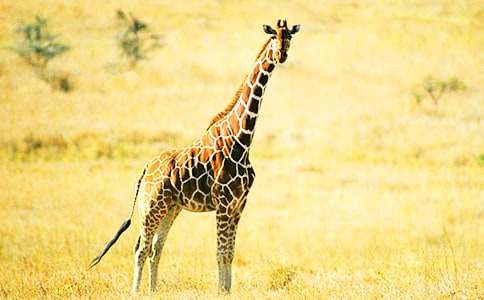 �L�i¹����500������