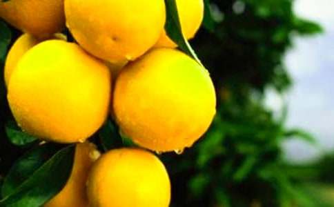 精選橙子作文400字22篇