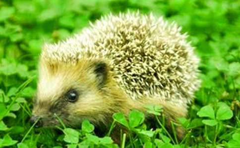 幼兒童話故事:小刺猬的夢(mèng)