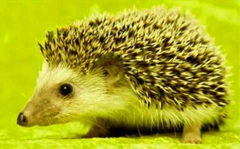 �ҵ�С��⬵ܵ�-���꼉(j��)-ӛ����