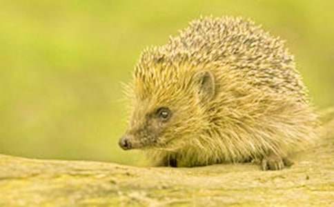 ����С���ͯԒ����