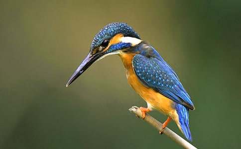 美麗的翠鳥的作文(通用30篇)