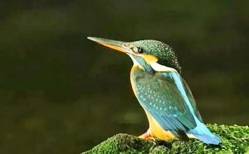 三年級(jí)下冊(cè)翠鳥教學(xué)反思