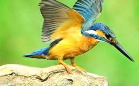 【精品】翠鳥作文300字四篇