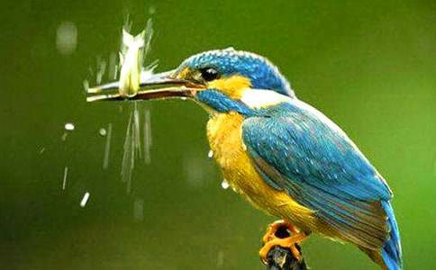 翠鳥移巢童話作文